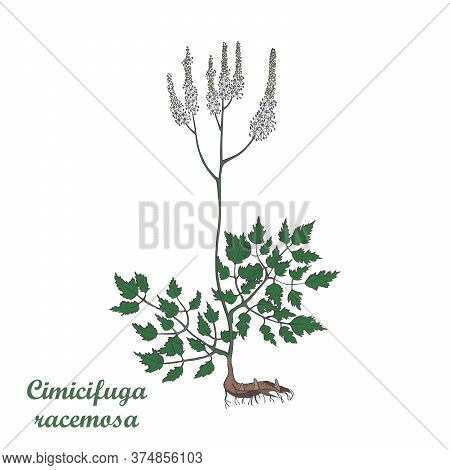 Painted Hand Drawn Bush Of Actaea Racemosa