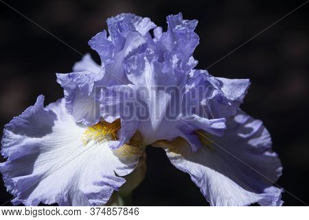 Lavender Bearded Iris With Perianth, Pollen And Stamens Closeup Blue Purple Flower Petals On Dark Ba