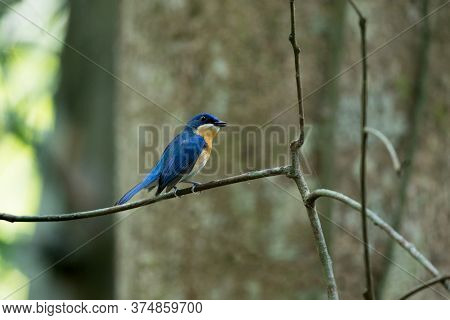 Beautiful Small Bird, Adult Female Malaysian Blue Flycatcher, High Angle View, Side Shot, In The Mor