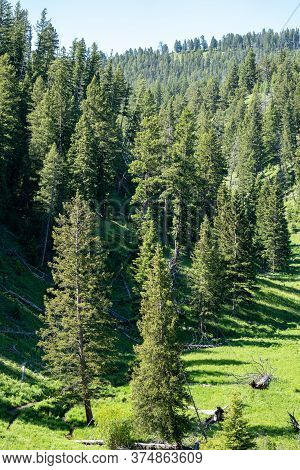 Lodgepole Pines In The Lamar Valley Area Of Yellowstone National Park In Summer