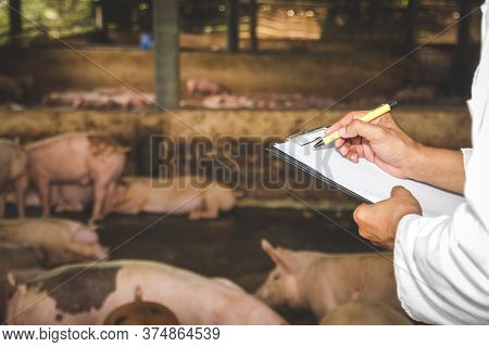 The Research Team Recorded Data To Control, Prevent And Treat Animal Diseases. Entering The Pig Farm