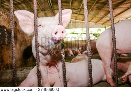 The Small Pink Piglet Was Raised In A Rural Stall. Concept Of Raising Animals For Consumption