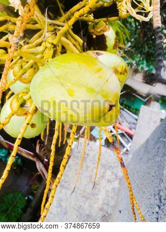 A Group Of Tender Coconuts Hanging On A Coconut Tree With Light Green Color.can See The One End Of T