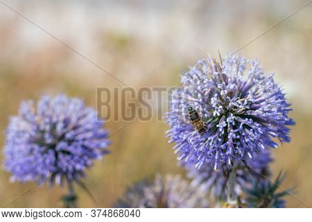 Big Yellow And Black Striped Bee Is Flying Around A Big Bright Purple Spheric Flower Also Known As 