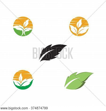 Set Leaf  Ecology Logo Template