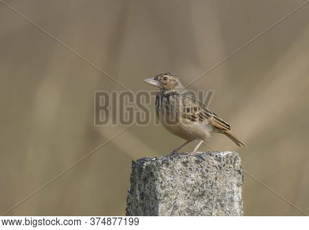 A wild bird on the pillar at morning light .
