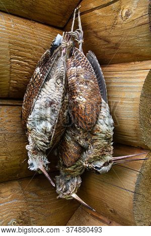 A Bunch Of Three Downed Woodcock Hanging On The Wall Of A Log House