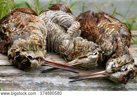 Hunting Trophies (three Woodcocks) Lie On A Log After A Successful Hunt And Wait For Cooking