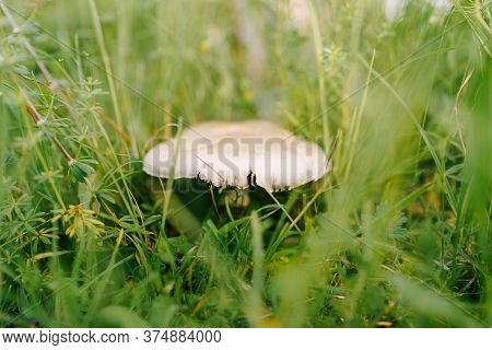 Lepiota Mushroom In The Grass With Autumn Foliage In The Forest.