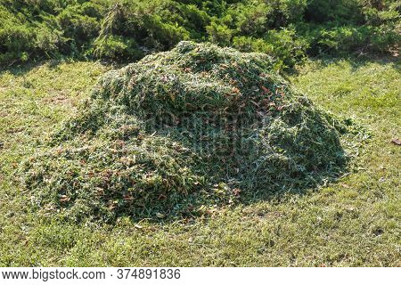 Heap Of Trimmed Green Grass. Pile Of Mown Lawn Grass In The Spring Garden. A Pile Of Fresh Hay