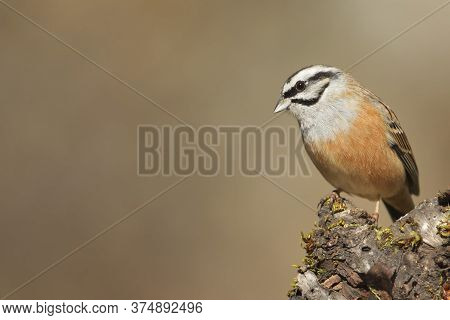 Cramenes, Leon/spain; Feb. 15, 2020. The Rock Bunting (emberiza Cia) Is A Passerine Bird In The Bunt