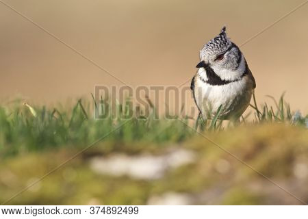 Cramenes, Leon/spain; Feb. 15, 2020. The European Crested Tit, Or Simply Crested Tit (lophophanes Cr
