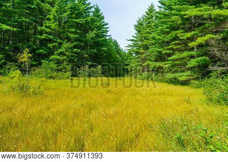 View Of Trees And Forest, In Kejimkujik National Park, Nova Scotia, Canada