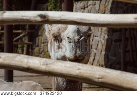 The Safari In The Royal Court Is A Unique Place In The Czech Republic