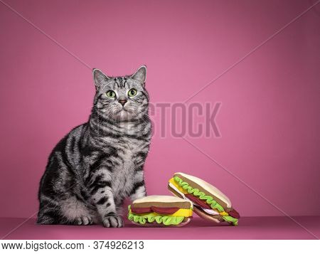 Handsome Black Silver Blotched British Shorthair Cat, Sitting Up Side Ways Beside Two Toy Sandwiches