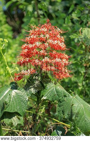 Pagoda Flower Is Herbaceous With A Medium Shrub. Found In Flood