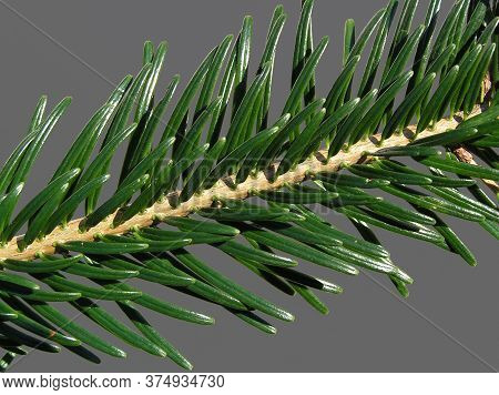 Nordmann Fir Tree Needle Conifer Evergreen Branch