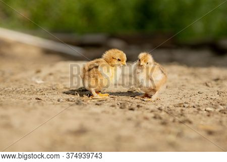 Portrait Of Easter Little Fluffy Chickens Walking In The Yard On The Farm Yard On A Sunny Spring Day