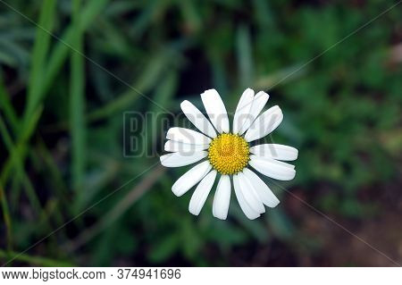 Single Beautiful Wild Daisy Flower With White Petals On The Feald Top View Close Up