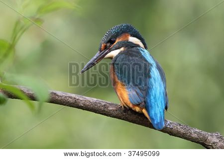 일반적인 킹 휘 셔 (alcedo Atthis)