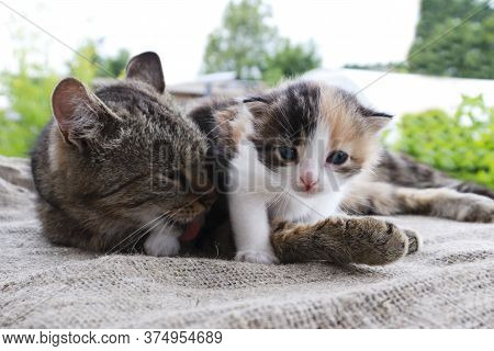 Mum Cat And Kitten. Mother Cat Hugging A Small Kitten. The Cat Is Gray, Fluffy. The Kitten Is Small,