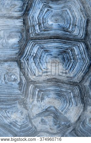 Blurry Image Of Turtle\'s Shell. Pattern Of Nature. Cropped Shot Of Giant Turtle Shell.