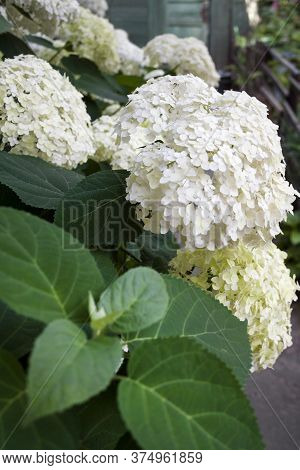 Blooming White Annabelle Hydrangea Arborescens (commonly Known As Smooth Hydrangea, Wild Hydrangea, 