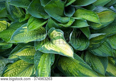 Lush green foliage of decorative plant Hosta (Funkia). and water drops on leaves after rain.