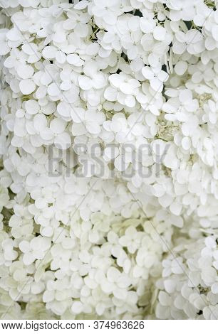 Blooming White Annabelle Hydrangea Arborescens (commonly Known As Smooth Hydrangea, Wild Hydrangea, 