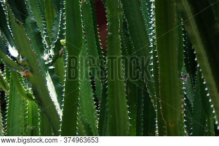 Euphorbia canariensis tall green cactus. 