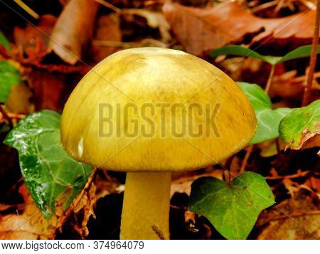 Amanita Phalloides, Also Known As The Deathcap Mushroom As Lethally Poisonous Even In Small Doses