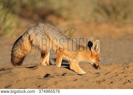 Cape fox (Vulpes chama) digging at its den, Kalahari desert, South Africa