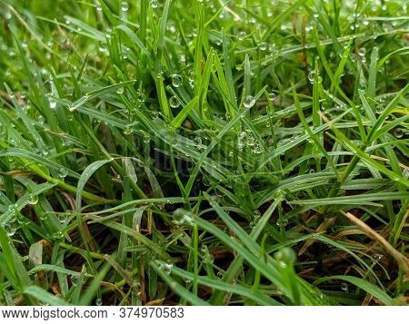 Bangladeshi Beautiful Wet Green Grasses In A Field