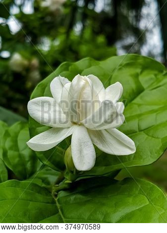 A Beautiful White Jasmine Flower With Nice Green Background