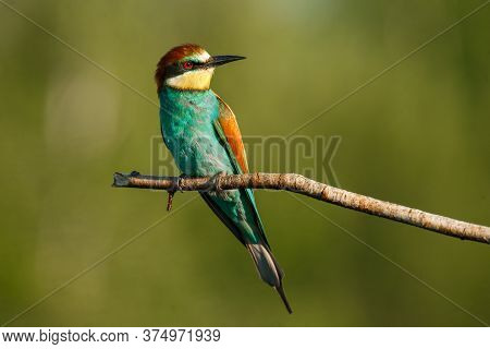 A Golden Bee Eater Sits On A Branch On A Green Background