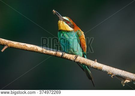 A Golden Bee Eater Sits On A Branch On A Green Background