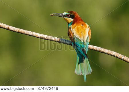 A Golden Bee Eater Sits On A Branch On A Green Background