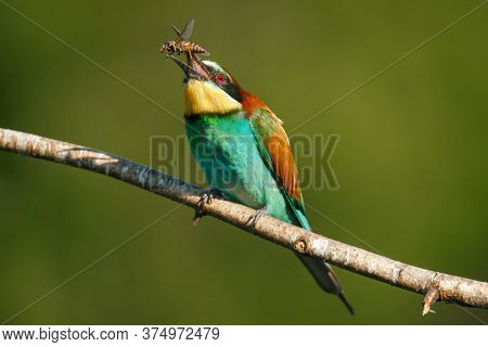 A Golden Bee Eater Sits On A Branch With Its Prey