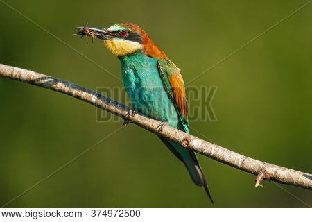 A Golden Bee Eater Sits On A Branch With Its Prey