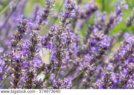 White Cabbage Butterfly With Big Eyes And Antenna On Purple Lavender Flower In Summer. Blurred Green