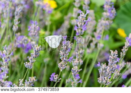 White Cabbage Butterfly With Big Eyes And Antenna On Purple Lavender Flower In Summer. Blurred Green