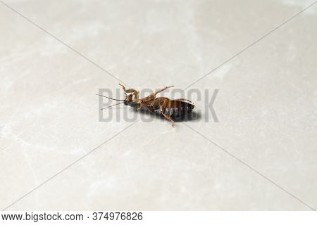 Dead Brown Cockroach On Light Grey Marble Background. Pest Control