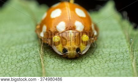 Orange Or Yellow Ladybug, Halyzia Sedecimguttata, Or Orange Ladybird, Is A Species Of Coccinellidae 
