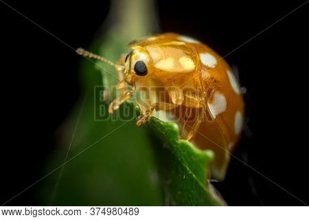 Orange Or Yellow Ladybug, Halyzia Sedecimguttata, Or Orange Ladybird, Is A Species Of Coccinellidae 