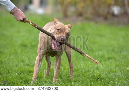 Pit Bull Plays With A Stick