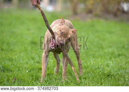 A Brown Pit Bull Plays With A Stick