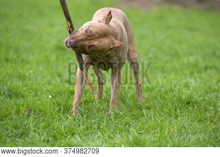 A Brown Pit Bull Plays With A Stick