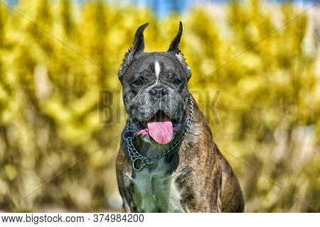 German Boxer With Cropped Ears