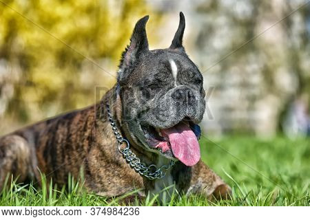 German Boxer With Cropped Ears