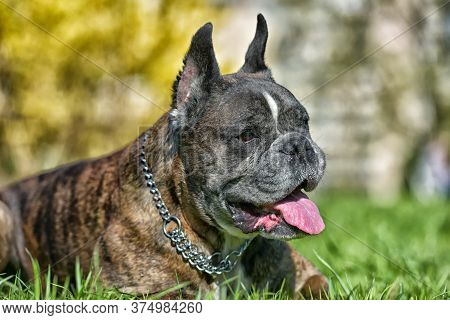 German Boxer With Cropped Ears